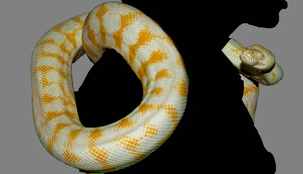 Albino Birmese python — Stockfoto