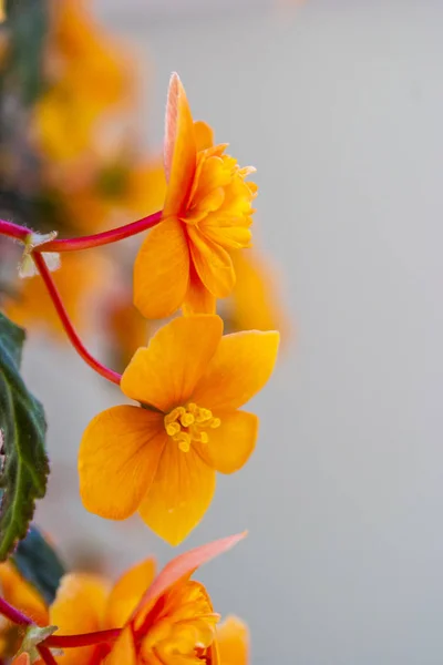 Kleine orangefarbene Blüten berberis darwinii — Stockfoto