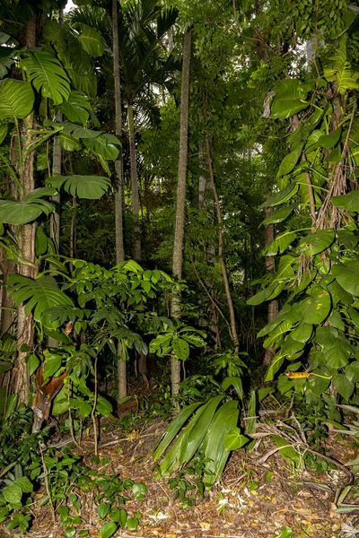 En typisk regnskogs scen — Stockfoto