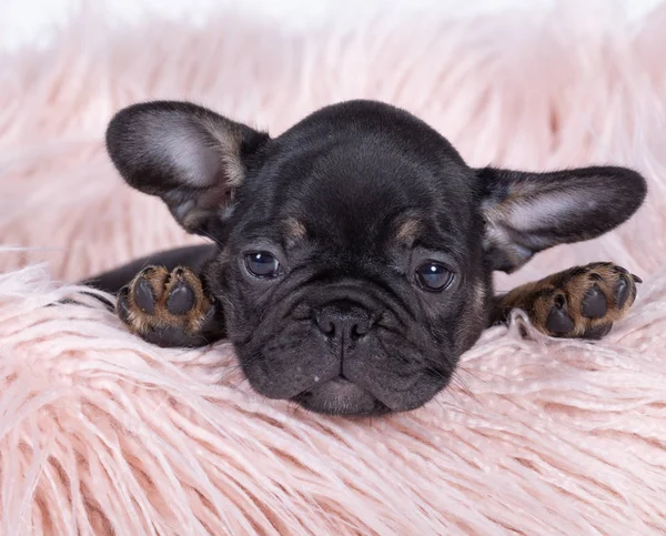 Piccolo cucciolo di cane toro francese — Foto Stock