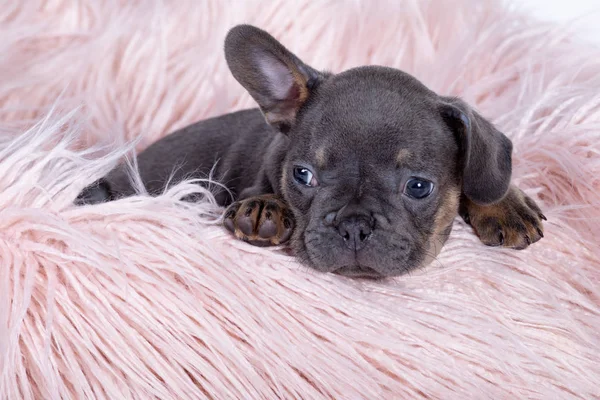 Little french bull dog puppy — Stock Photo, Image