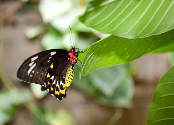 Red breasted butterfly — Stock Photo, Image
