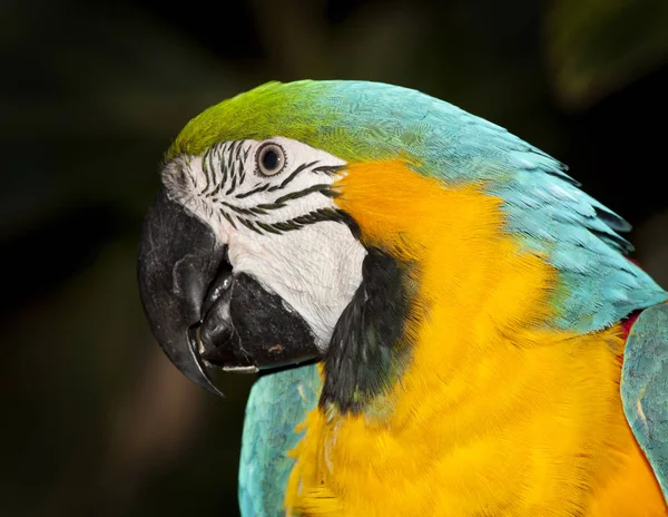 Blue macaw — Stok Foto