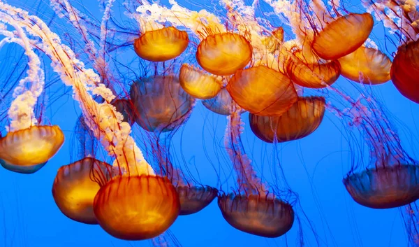 Sea nettle — Stock Photo, Image