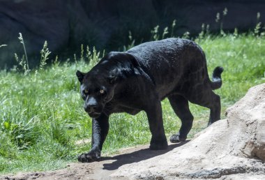 siyah jaguar veya panter