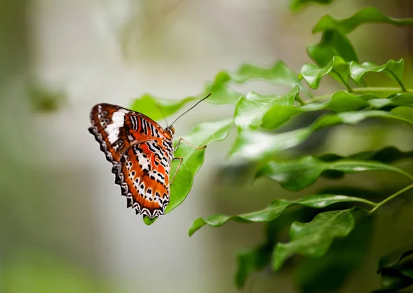 Cethosia Hypsea Hypsina Malay Lacewing — Stock Photo, Image