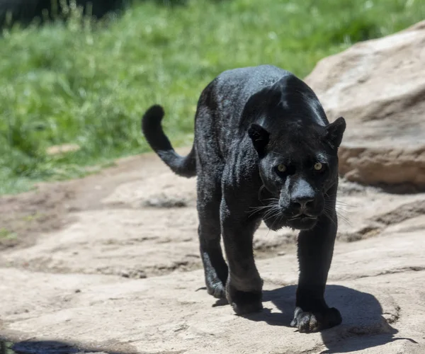 Černý jaguár nebo panter — Stock fotografie