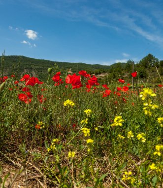 Fransa 'da tarladaki gelincikler savaş sırasında Fransız topraklarında yaşanan tüm ölümlerden dolayı bir hatıra çiçeğine saygı gösteriyorlardı..