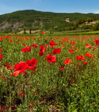 Fransa 'da tarladaki gelincikler savaş sırasında Fransız topraklarında yaşanan tüm ölümlerden dolayı bir hatıra çiçeğine saygı gösteriyorlardı..
