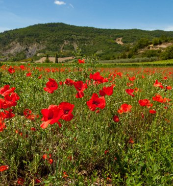 Fransa 'da tarladaki gelincikler savaş sırasında Fransız topraklarında yaşanan tüm ölümlerden dolayı bir hatıra çiçeğine saygı gösteriyorlardı..