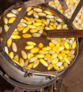 Kozalardan ipekler, Kamboçya 'daki ipek fabrikasından sahneler. İpek kurtlarının kozalarından gelen ipek. İpek kumaş Antik Çin 'de icat edildi ve binlerce yıl boyunca kültürlerinde ve ekonomilerinde önemli bir rol oynadı. Efsaneye göre...