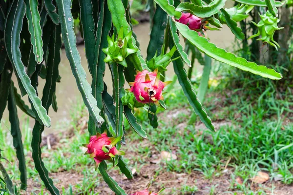 Dragon Fruit Pitaya Grows Vine Popular Asian Fruit — Stock Photo, Image