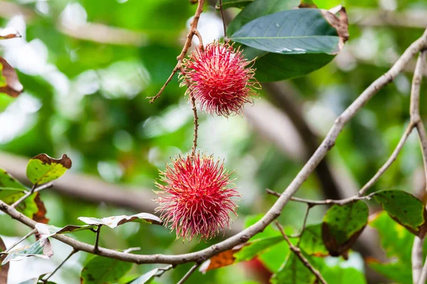 Lychee is the sole member of the genus Litchi in the soapberry family, Sapindaceae. It is a tropical tree native to the Guangdong and Fujian provinces of southeastern China, where cultivation is documented from the 11th century