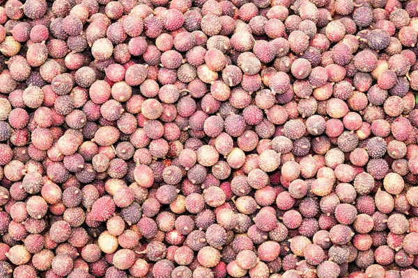 Lychee Sole Member Genus Litchi Soapberry Family Sapindaceae Tropical Tree — Stock Photo, Image