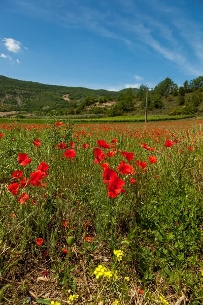 Poppies Field France Now Regarded Rememberance Flower Because All Death — Stock Photo, Image