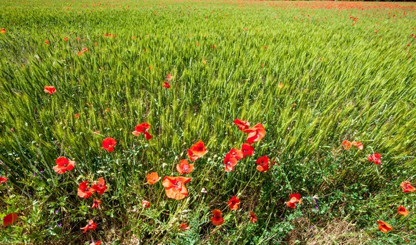 Papoilas Campo France Consideraram Agora Uma Flor Lembrança Por Causa — Fotografia de Stock