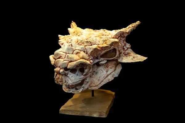 Saichania นไดโนเสาร ดหน ฤทธ านการอ กเสบของสม นไพรจากย Cretaceous ปลายของมองโกเล ยและจ — ภาพถ่ายสต็อก