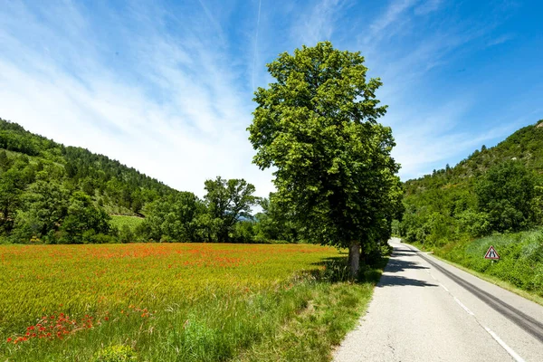 Vallmo Fält Frankrike Betraktas Ihågkomst Blomma Grund All Död Franska — Stockfoto