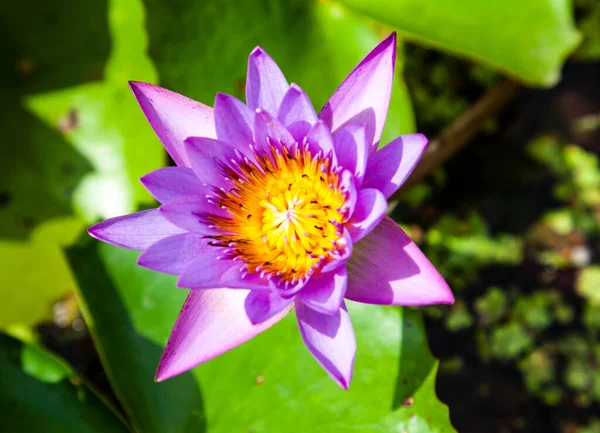 Nymphaeaceae Jsou Vodní Rhizomatózní Byliny Členové Této Rodiny Běžně Nazývají — Stock fotografie