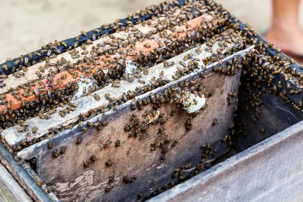 Včely Úlu Voskovým Hřebenem — Stock fotografie