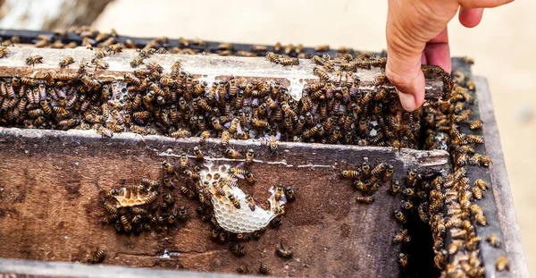 Bienen Stock Mit Wachswaben — Stockfoto