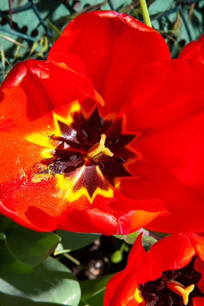 Briljante Rode Klaprozen Een Tuin — Stockfoto