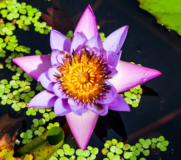 Las Nymphaeaceae Son Hierbas Acuáticas Rizomatosas Los Miembros Esta Familia —  Fotos de Stock