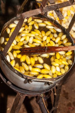 Kozalardan ipekler, Kamboçya 'daki ipek fabrikasından sahneler. İpek kurtlarının kozalarından gelen ipek. İpek kumaş Antik Çin 'de icat edildi ve binlerce yıl boyunca kültürlerinde ve ekonomilerinde önemli bir rol oynadı. Efsaneye göre...