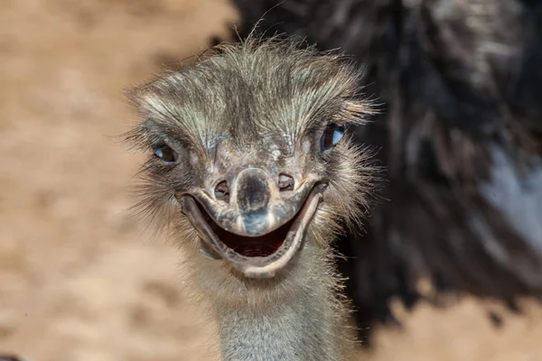 Australian Emu Pássaro Sem Voo Semelhante Avestruz — Fotografia de Stock