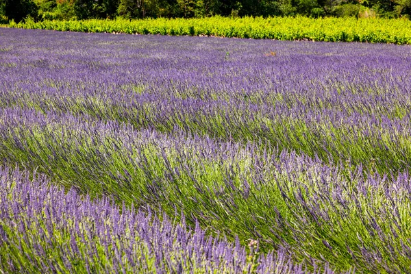 Lavendelfält Provence France — Stockfoto