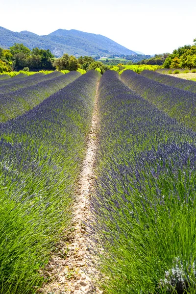 Lavendelfält Provence France — Stockfoto