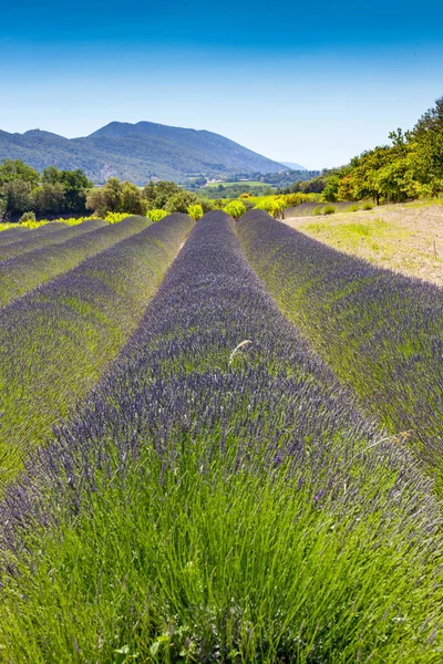 Lavender Fields Provence France — Stock Photo, Image