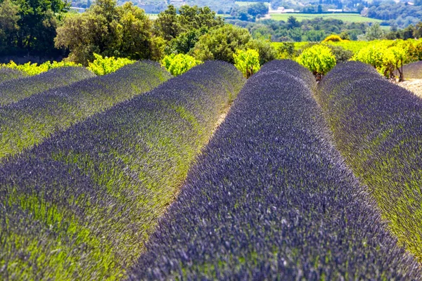 Campos Lavanda Provence França — Fotografia de Stock