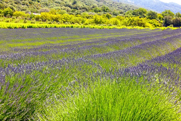 Lavendelfält Provence France — Stockfoto