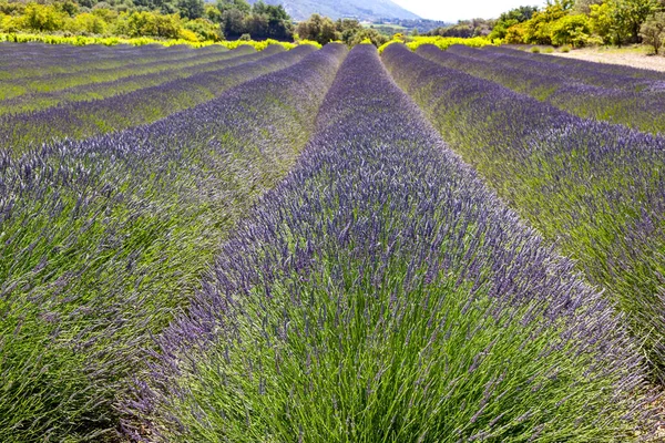 Lavendelfält Provence France — Stockfoto