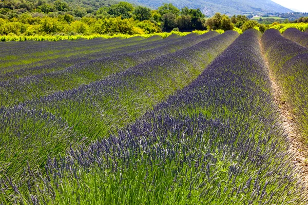 Lavendelfält Provence France — Stockfoto