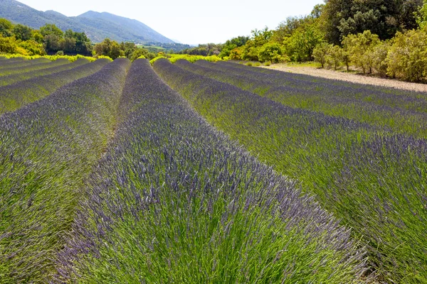 Lavendelfält Provence France — Stockfoto