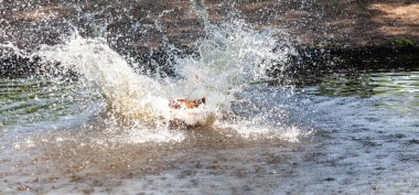 Zamanda donmuş büyük bir sıçrama. Aslında orada bir yerlerde bir köpek var.