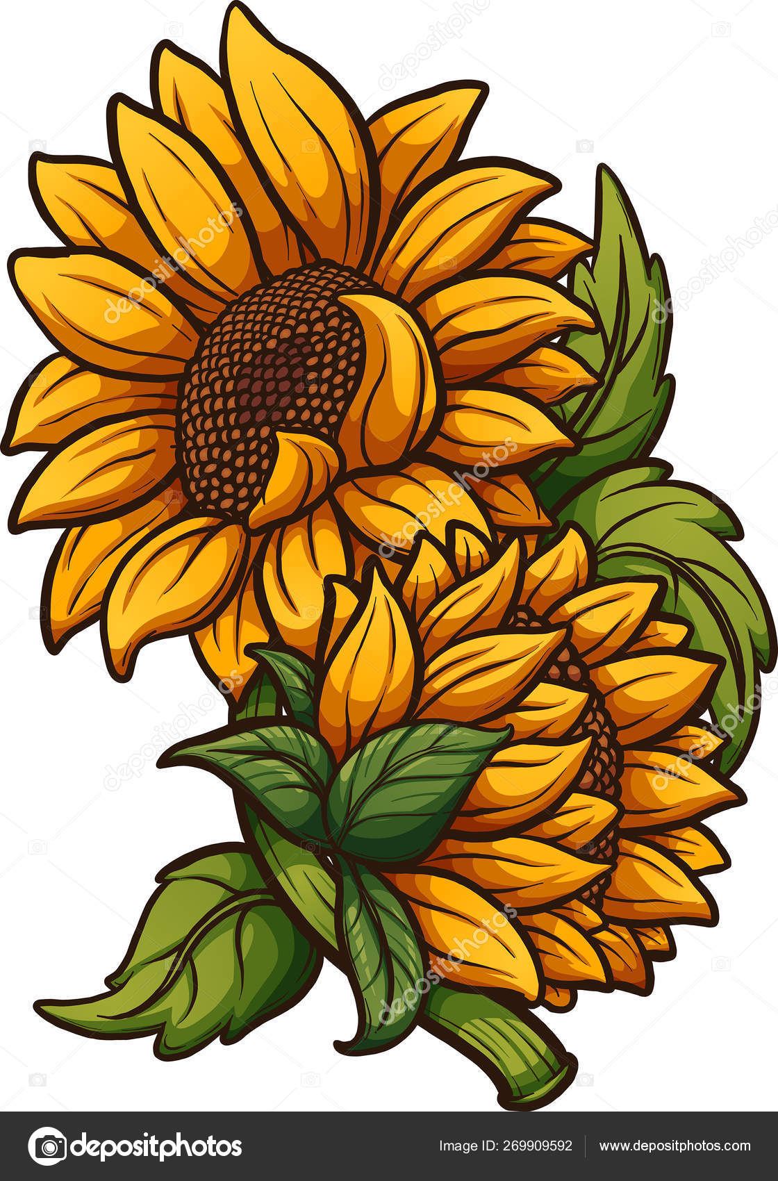 花朵菊花白色黄色透明的PNG - StickPNG, image size:1120x1700