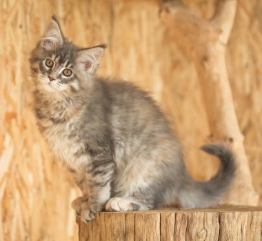 Tatlı Maine Rakunu açık hava kafesinde kütüğün üzerinde.