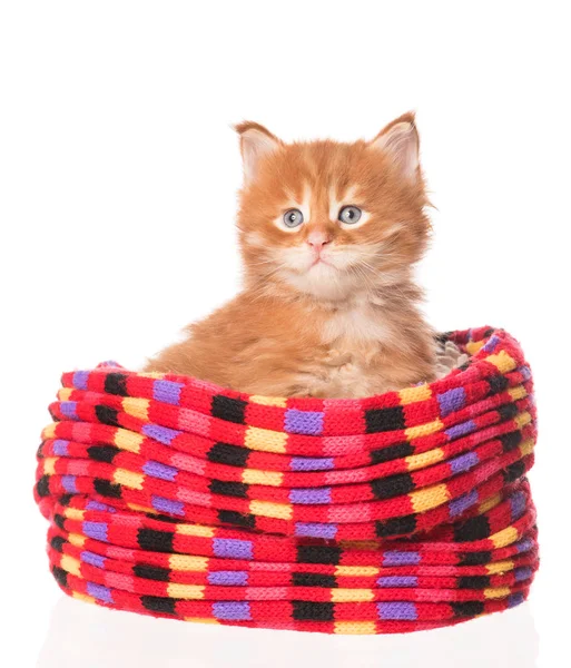 Cute Maine Coon Kitten Kitted Scarf Isolated White Background — Stock Photo, Image