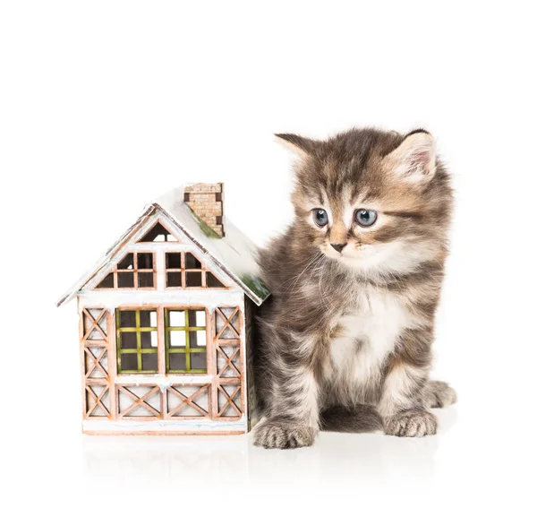 Lindo Gatito Con Casa Juguete Aislado Sobre Fondo Blanco —  Fotos de Stock