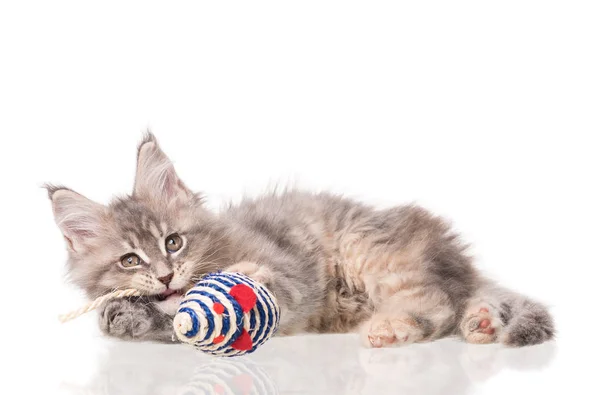 Maine Coon Kätzchen Mit Spielzeugmaus Isoliert Über Weißem Hintergrund — Stockfoto
