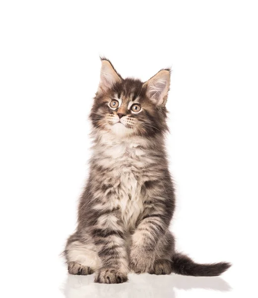 Chaton Maine Coon Moelleux Isolé Sur Fond Blanc — Photo