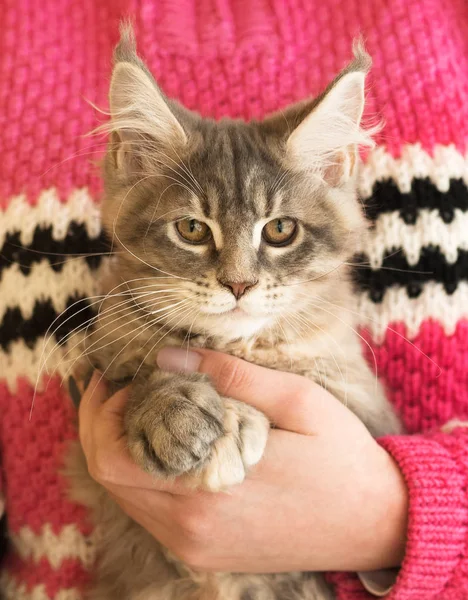 Flauschige Maine Coon Kätzchen Auf Der Weiblichen Hand Isoliert Über — Stockfoto