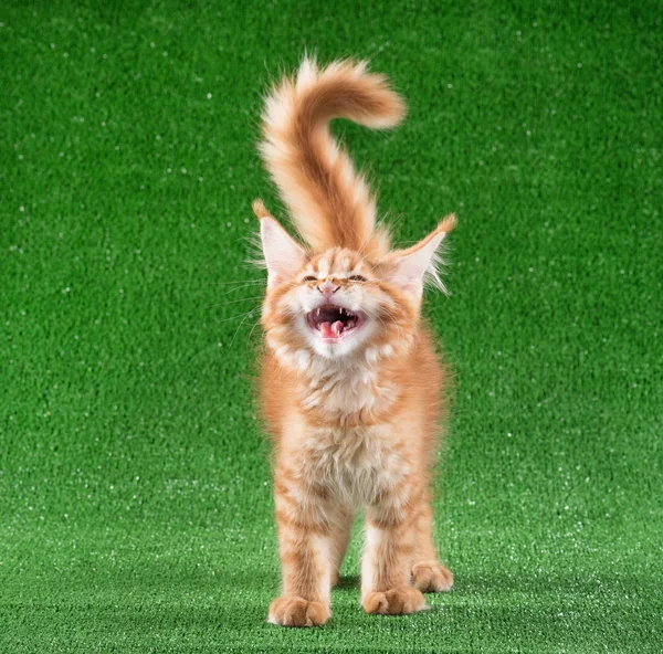 緑の草の背景の上のかわいいメインクーン子猫 — ストック写真