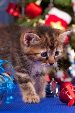 mavi arka plan üzerinde hediyeler ve oyuncaklar ile noel ladin yakın sevimli kabarık kedi yavrusu