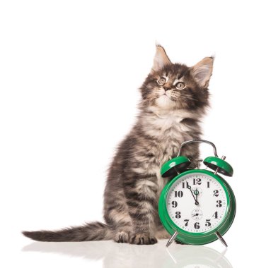 Yumuşak Maine Rakun kedi yavrusu beyaz arka planda izole edilmiş