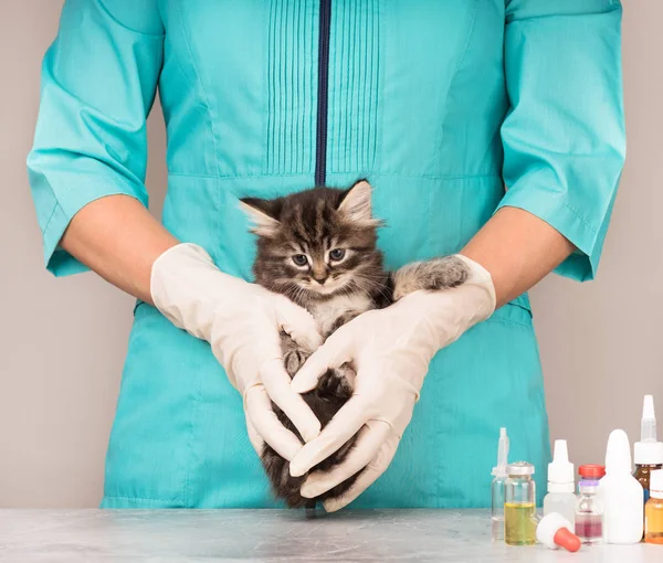 Veterinární Průzkum Roztomilé Koťátko Šedé Pozadí — Stock fotografie