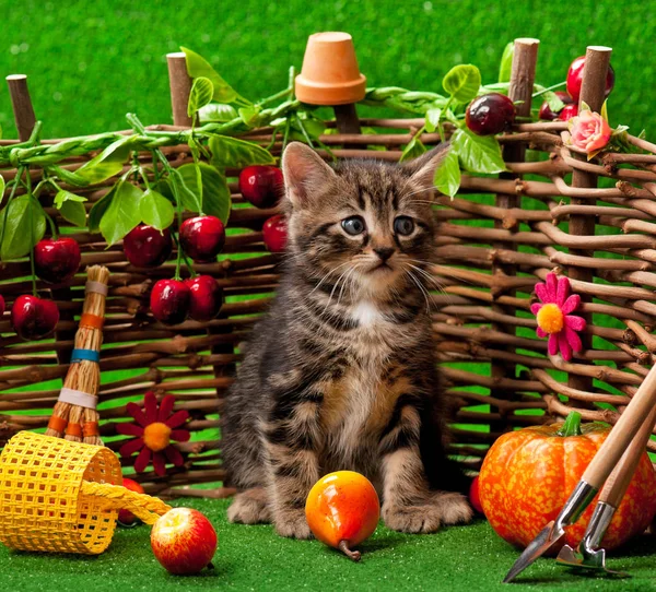 Cute Little Kitten Decorative Wattle Fence Bright Grass Background — Stock Photo, Image